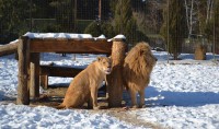 /album/fotogalerie-zoo-dvorec-u-borovan-park-exotickych-zvirat/dvorec-u-borovan-zoo11-jpg/